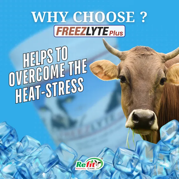 Electrolyte_&_Hydration_Supplement_Powder_for_Cow,_Cattle,_Poultry,_Swine_and_Equine,_Freezlyte_1_Kg