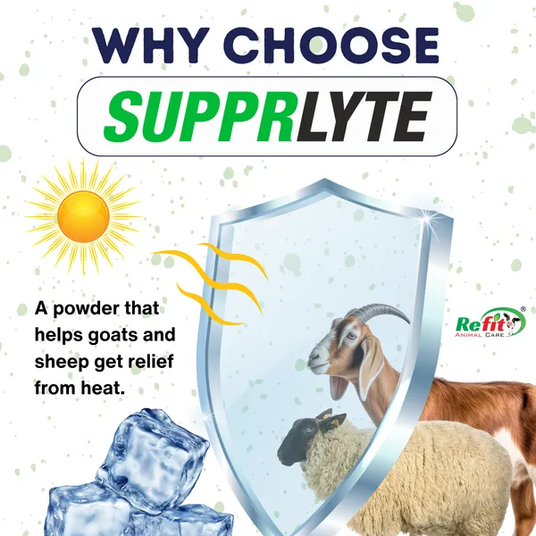 Electrolyte_and_Hydration_Supplement_Powder_for_Goat,_Sheep_and_Livestock_Animals,_Supprlyte_5_Kg