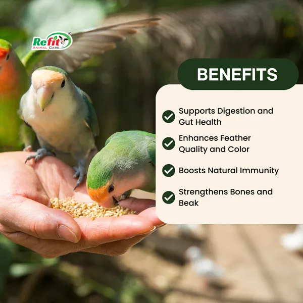Mix_Seeds_Bird_Food_All_Types_of_Birds_|_Seed_Blend_of_6_Grains_and_Nuts,_Bird_Grains_450_Gms_(Set_of_25_Pcs)