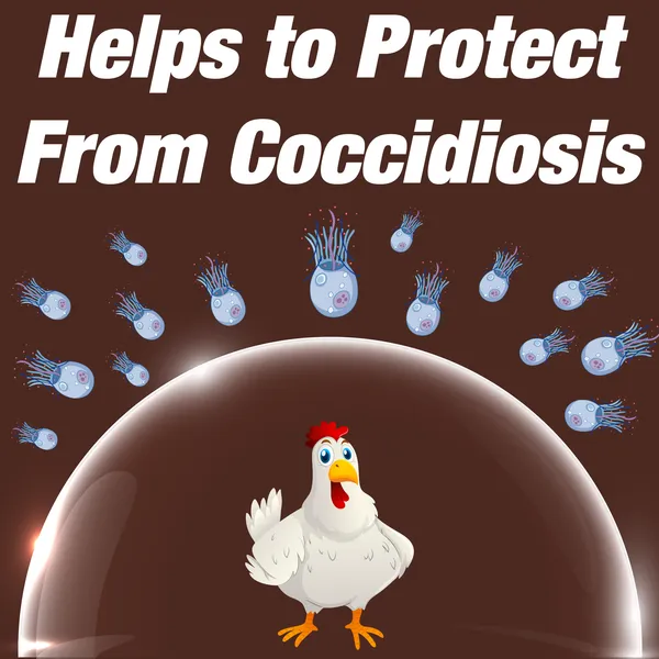 Anticoccidiosis_Liquid_Supplement_for_Chicken,_Chicks,_Broilers,_Birds_and_Poultry,_Coccidine_1_Ltr.