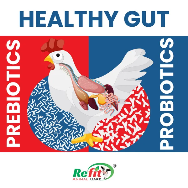 Prebiotics_and_Probiotics_Powder_for_Poultry,_Chicken,_Hen,_Chicks,_Broilers_and_Birds,_Florazone_20_Kg.