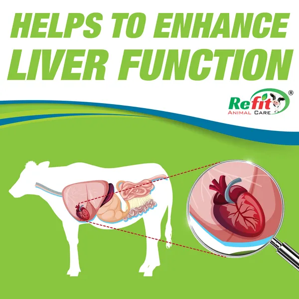 Liver_Tonic_for_Cow,_Cattle,_Goat,_Sheep,_Poultry_and_Livestock,_Livo_Zip_5_Ltr.