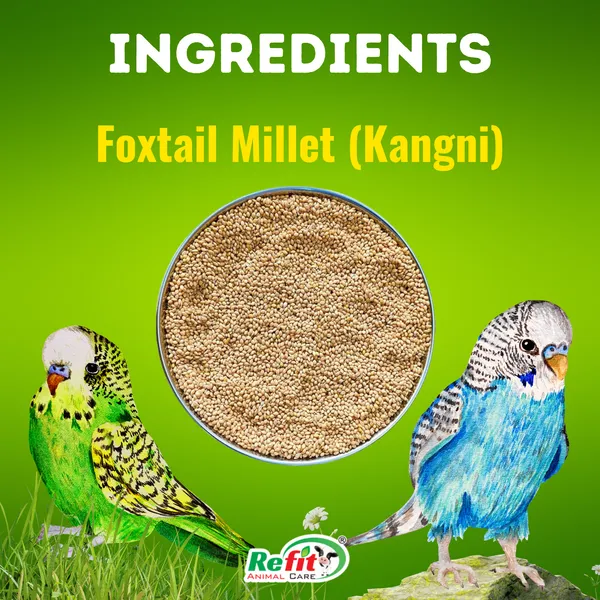 Foxtail_Millet_for_Birds,_Kangni_Seeds_for_Birds,_Millet_Meal_450_Gms_(Set_of_25_Pcs)