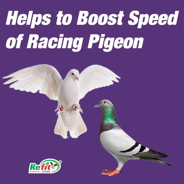Fitness_Powder_Performance_supplement_Pet_Health_Supplements,_Pigeonvita_Boost_500_gm.