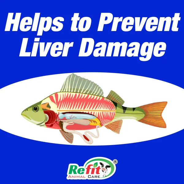 Liver_Tonic_for_Fish,_Shrimp,_Prawn_and_All_Aquatic_Animals,_SEALIV-XL_1_Ltr