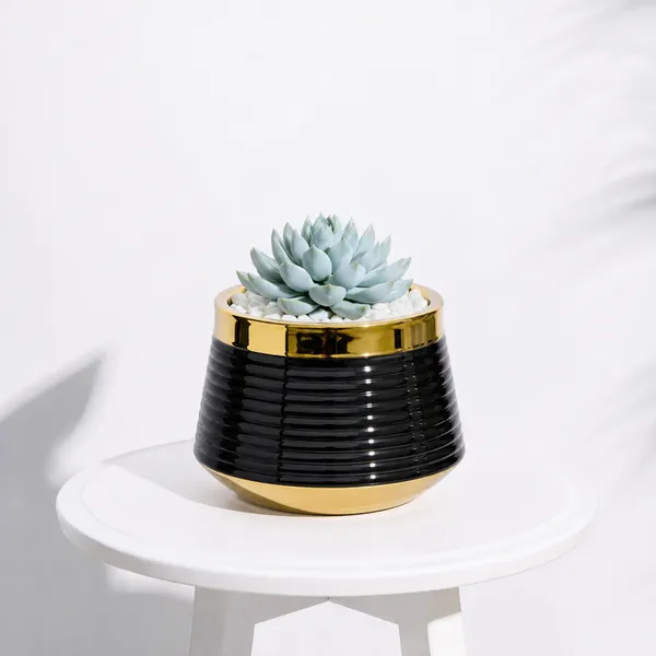 Golden_Aura_Planter_Black