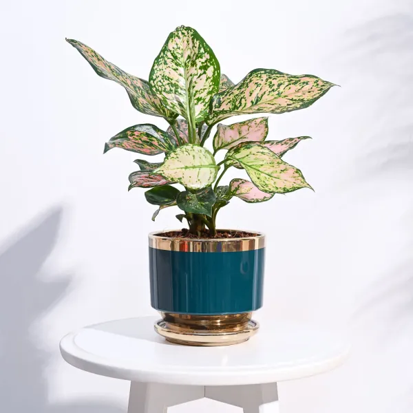 Golden_Luxe_Planter_Dark_Teal