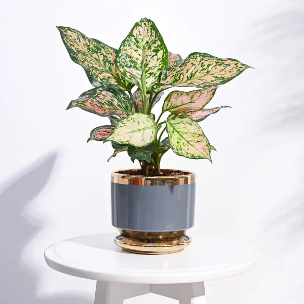 Golden_Luxe_Planter_Gray