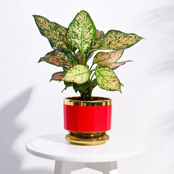 Golden_Luxe_Planter_Red
