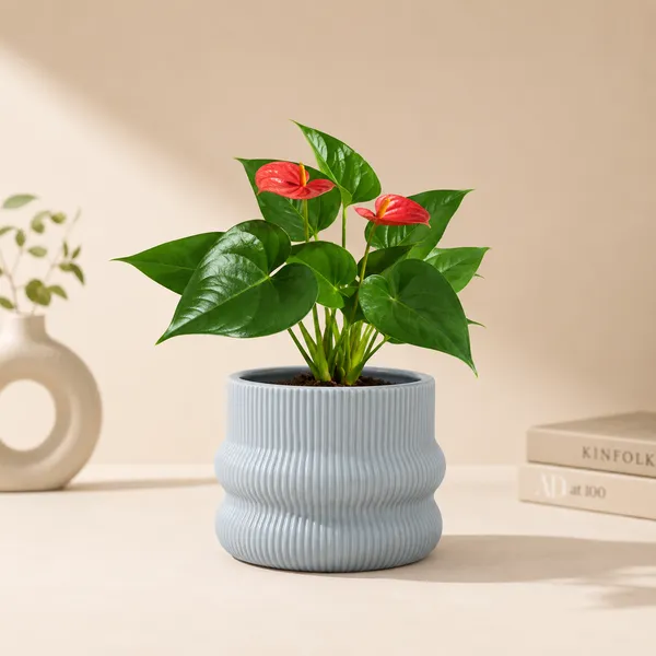 Nora_Wave_Planter_Gray