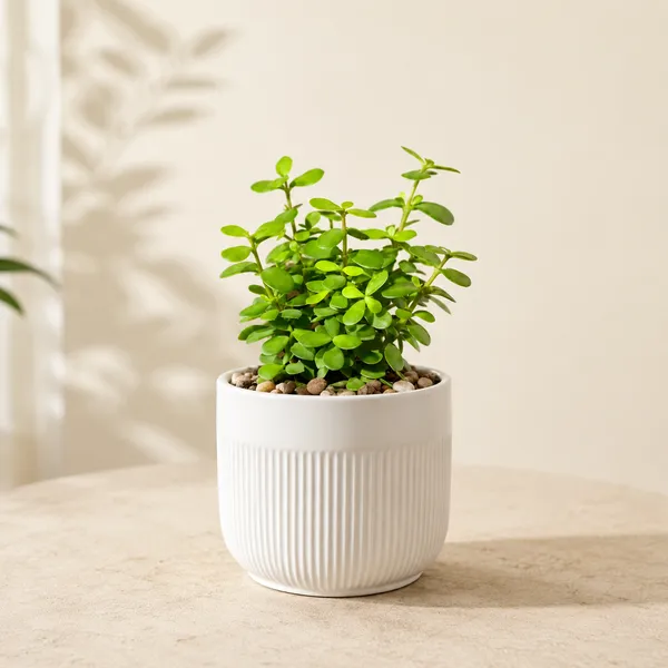Riva_Ceramic_Planter_White