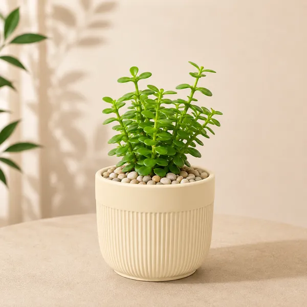 Riva_Ceramic_Planter_ivory