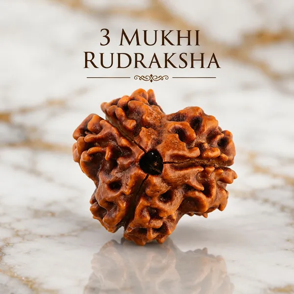 Brown_Natural_Rudraksha_3_Mukhi_Sacred_Bead_