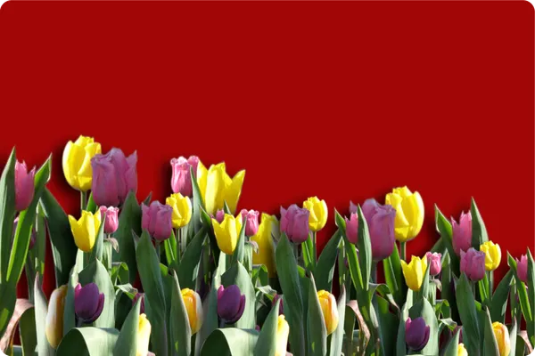 Plastic_Dining_Tulip_Garden_Print_Place_Mat_Set_Of_6