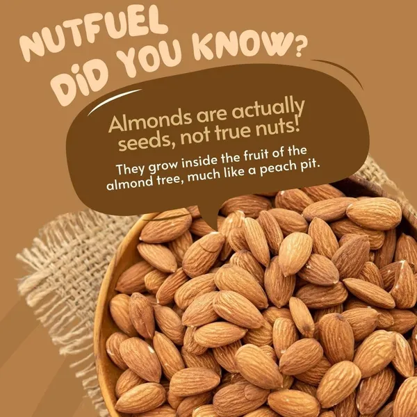 Premium_Almonds_200_Gm_Crunchy_Fresh_Badam_Rich_In_Protein_Fiber_Healthy_Fats