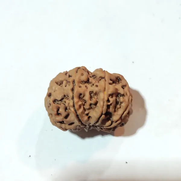 Rudraksha_Seed_(8_Mukhi)