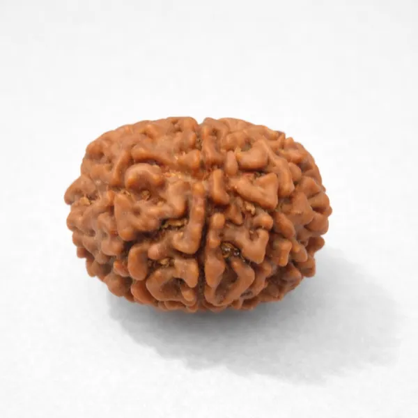 Natural_Rudraksha_Bead_-_9_Mukhi_(Nine_Face)_Indonesian_Rudraksha