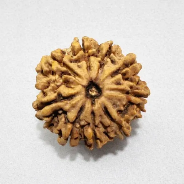 Natural_Rudraksha_Bead_-_9_Mukhi_(Nine_Face)_Indonesian_Rudraksha