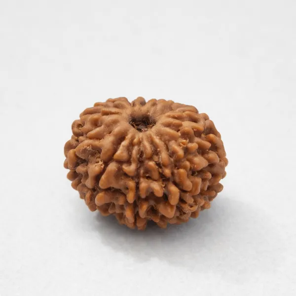 Natural_Rudraksha_Bead_-_9_Mukhi_(Nine_Face)_Indonesian_Rudraksha