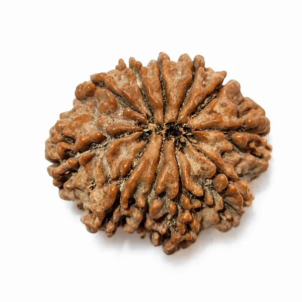 Rudraksha_Bead_-_Natural_11_Mukhi_Seed_For_Spiritual_And_Religious_Use