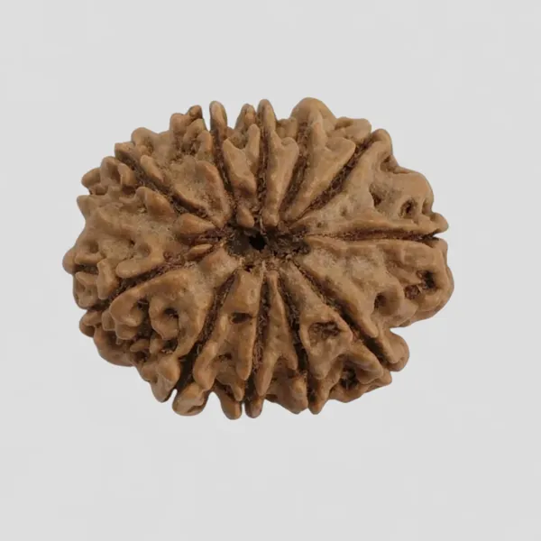 Rudraksha_Bead_-_Natural_11_Mukhi_Seed_For_Spiritual_And_Religious_Use