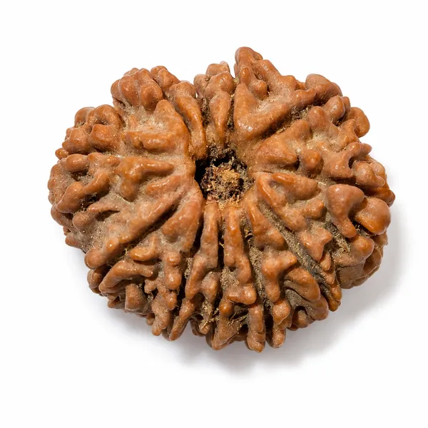 Rudraksha_Bead_-_Natural_11_Mukhi_Seed_For_Spiritual_And_Religious_Use