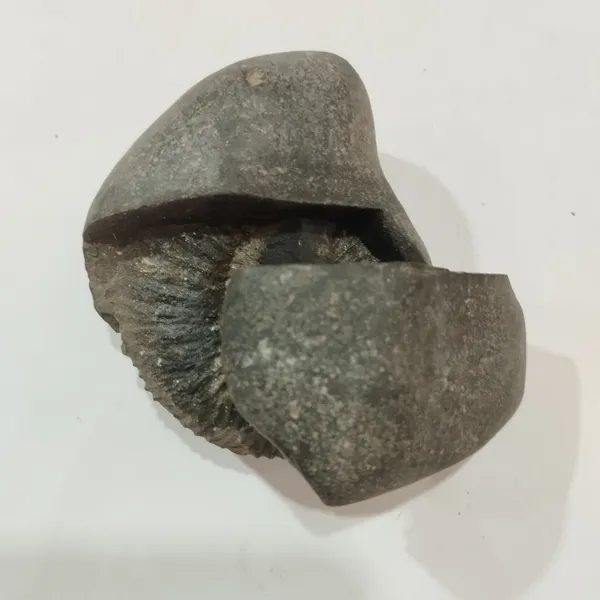 Shaligram_Chakra