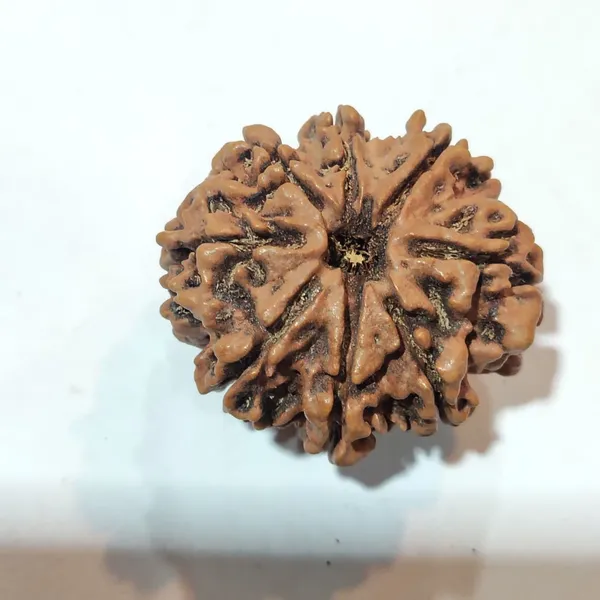 Rudraksha_Seed_(8_Mukhi)