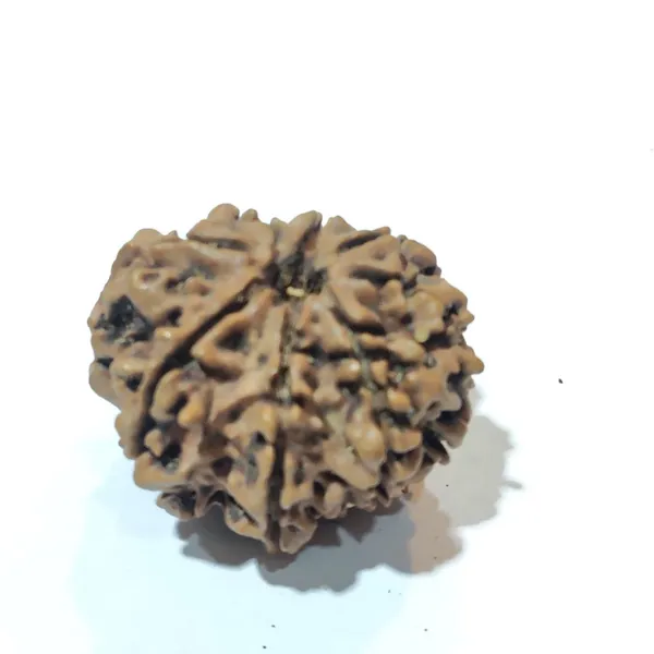 Rudraksha_Seed_(8_Mukhi)