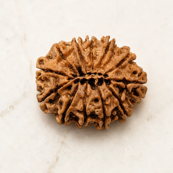 12_Mukhi_Rudraksha_Size_22-24Mm