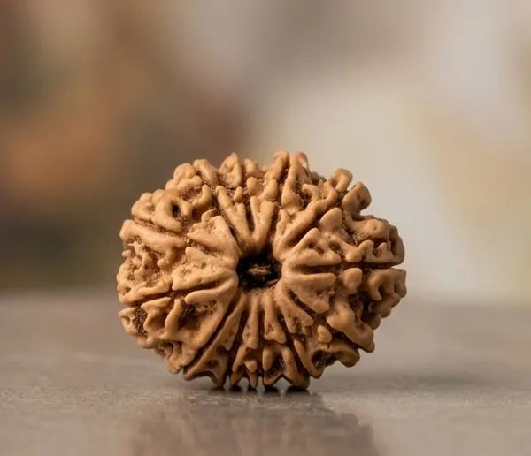 12_Mukhi_Rudraksha_Size_22-24Mm