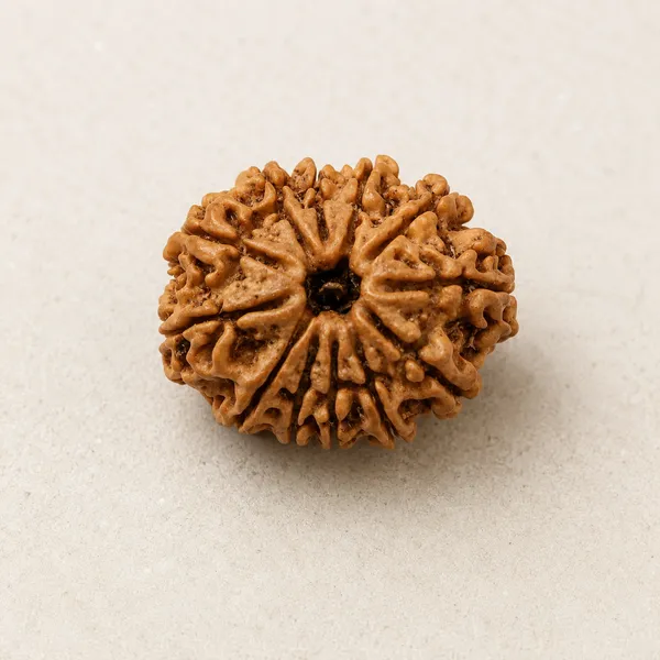 12_Mukhi_Rudraksha_Size_22-24Mm