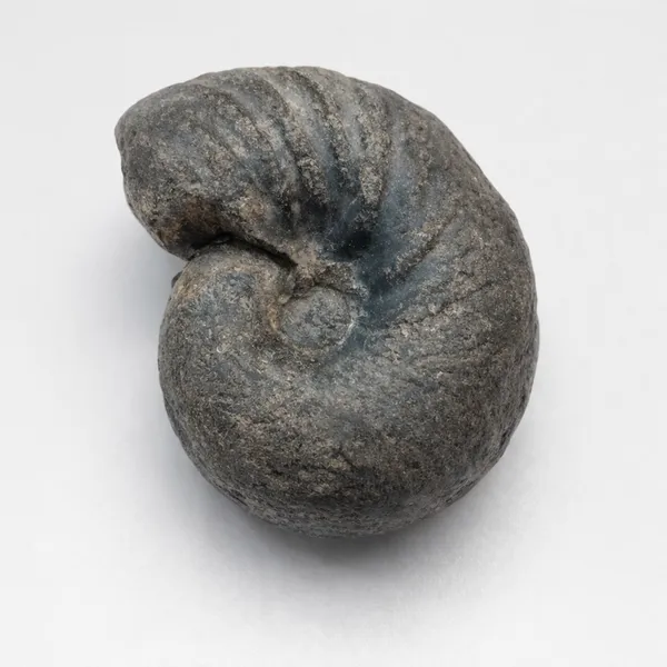 Shaligram_Navi_Chakra