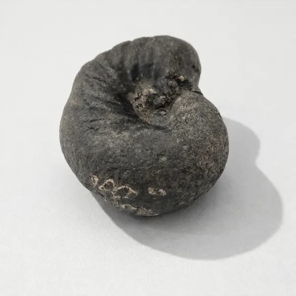 Shaligram_Navi_Chakra