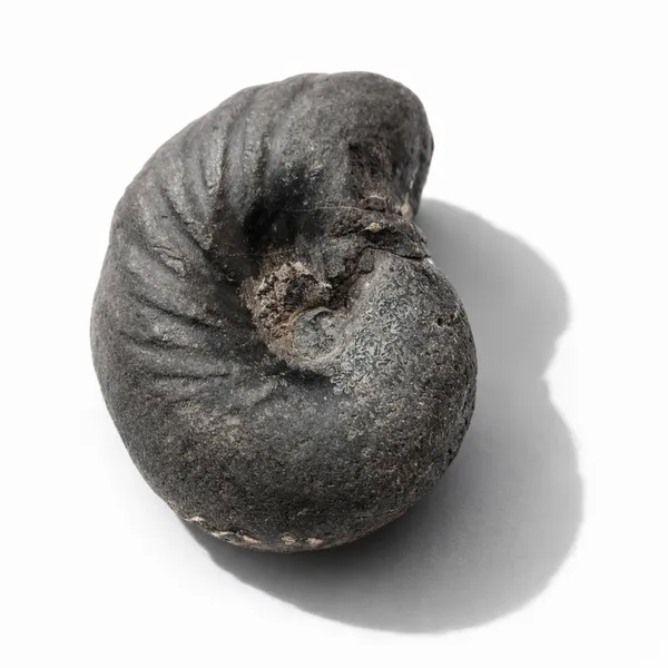 Shaligram_Navi_Chakra