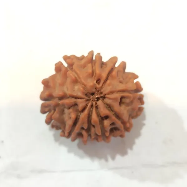 Natural_Rudraksha_Bead_-_9_Mukhi_(Nine_Face)_Indonesian_Rudraksha