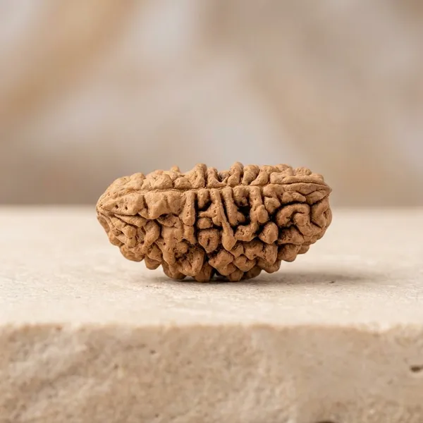 Natural_Rudraksha_Bead_-_Authentic_1_Mukhi_(Face)_Rudraksha_For_Spiritual_And_Religious