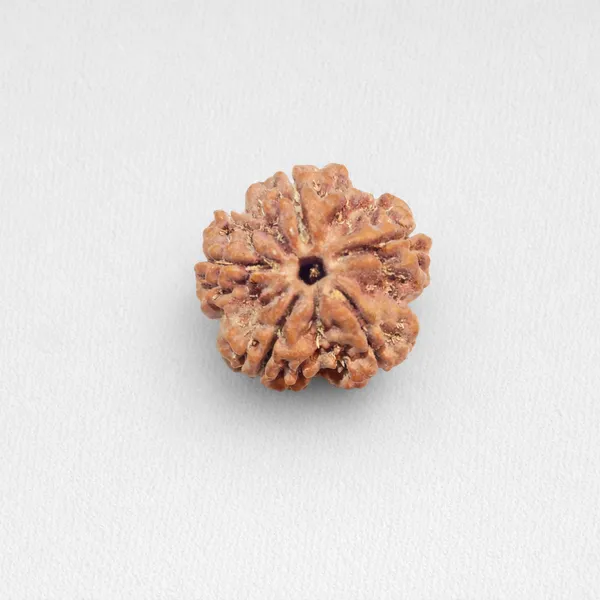 Natural_Rudraksha_Bead_-_5_Mukhi_Sacred_Seed_For_Spiritual_Use_Size_20-22Mm