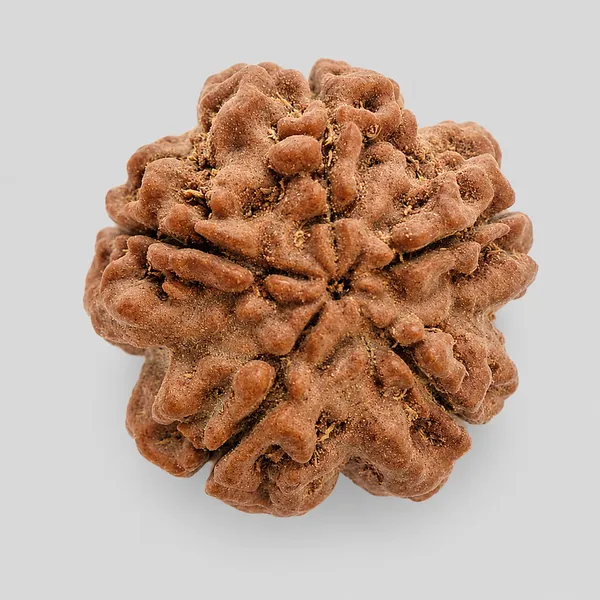 Natural_Rudraksha_Bead_-_5_Mukhi_Sacred_Seed_For_Spiritual_Use_Size_20-22Mm