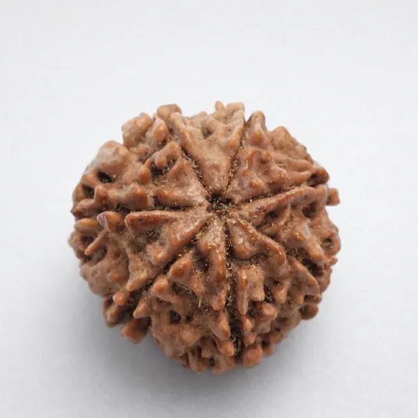 Natural_Rudraksha_Bead_-_5_Mukhi_Sacred_Seed_For_Spiritual_Use_Size_20-22Mm