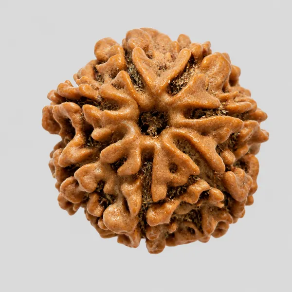 Natural_Rudraksha_Bead_-_5_Mukhi_Sacred_Seed_For_Spiritual_Use_Size_20-22Mm