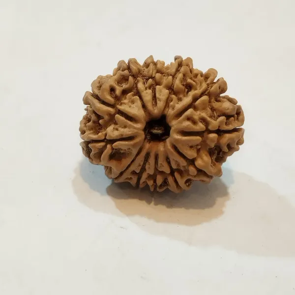 12_Mukhi_Rudraksha_Size_22-24Mm