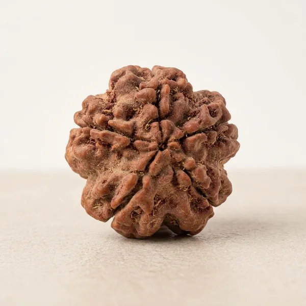 Natural_Rudraksha_Bead_-_5_Mukhi_Sacred_Seed_For_Spiritual_Use_Size_20-22Mm
