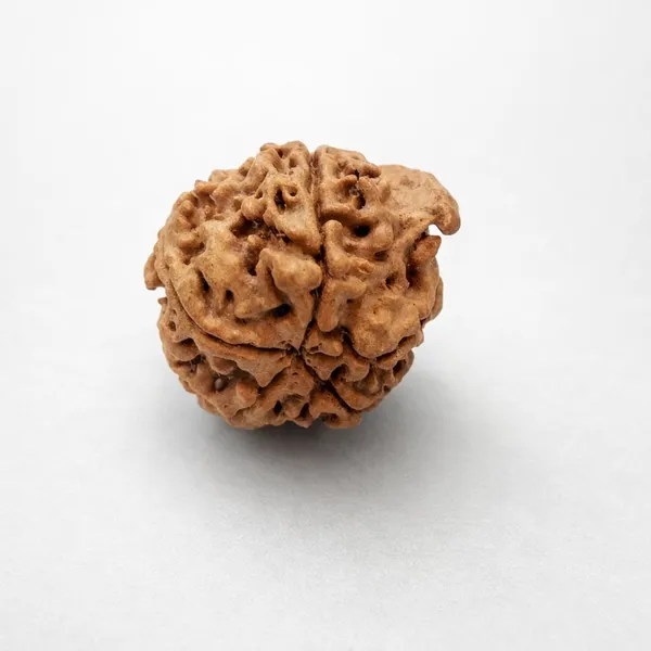 Natural_Rudraksha_Bead_-_Sacred_Prayer_And_Meditation_Bead_Ganesh_Rudraksha