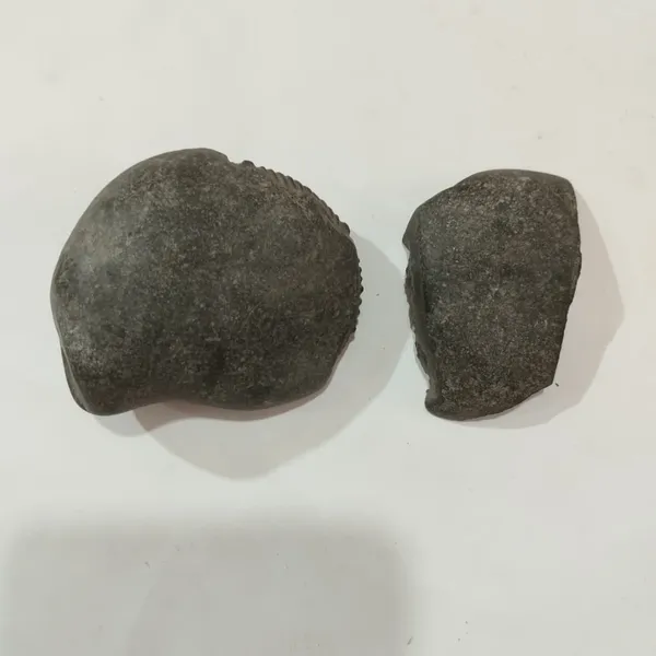 Shaligram_Chakra