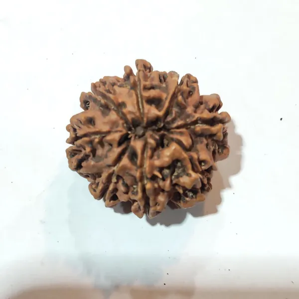 Rudraksha_Seed_(8_Mukhi)