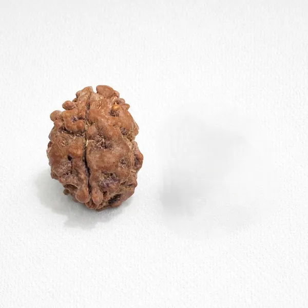 Natural__Indonesian_Rudraksha_Bead_-_Authentic_Spiritual_Prayer_Bead_(2_Mukhi)