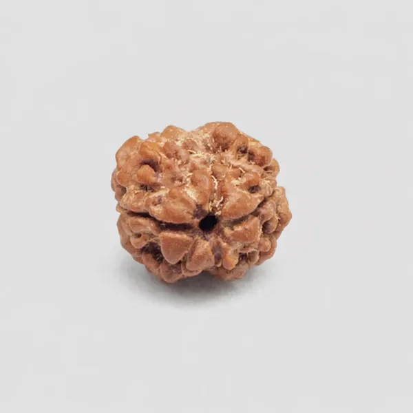 Natural__Indonesian_Rudraksha_Bead_-_Authentic_Spiritual_Prayer_Bead_(2_Mukhi)