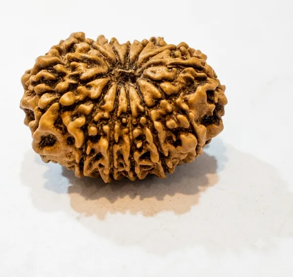 13_Mukhi_Rudraksha_22-24Mm