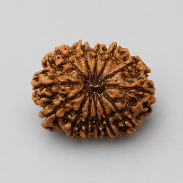 13_Mukhi_Rudraksha_22-24Mm